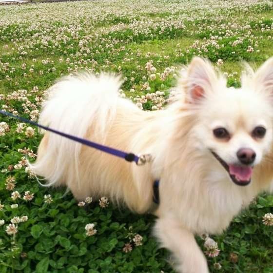 散歩をする犬