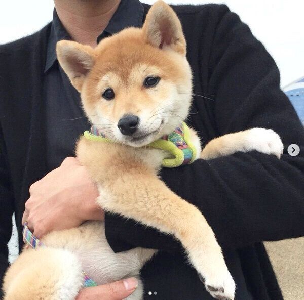 飼い主さんに抱っこされるハルちゃん