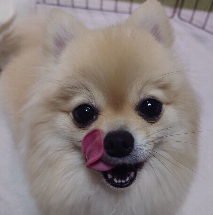 舌をペロッとするはるちゃん