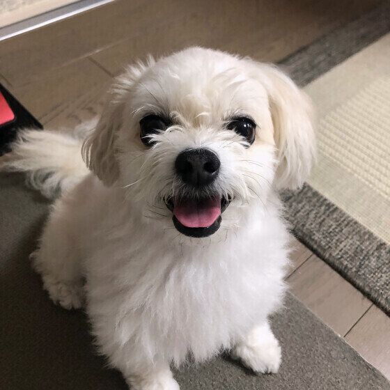 おやつ待ちのミックス犬