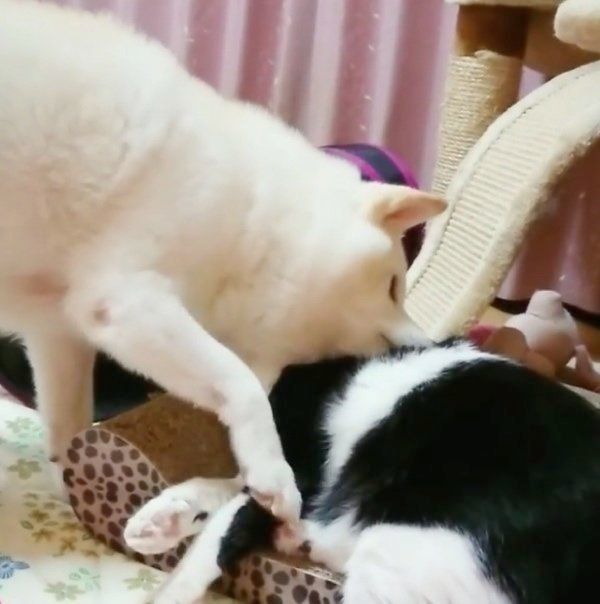 じゃれ合う柴犬と猫
