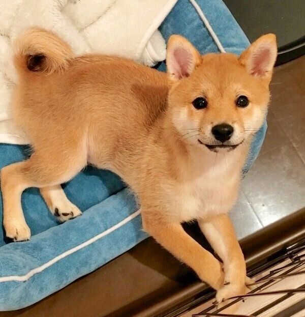 くつろぐぽん太くん