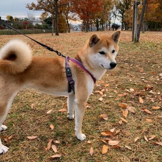 散歩する柴犬