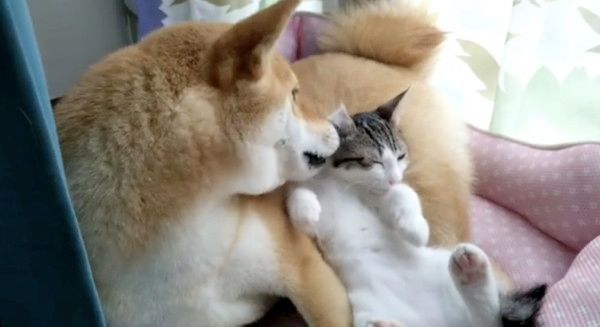 子猫のお世話をする柴犬