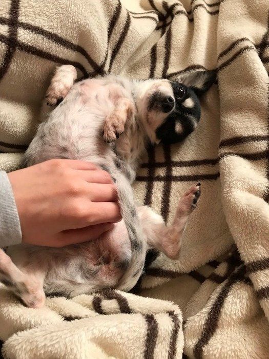 お腹をなでられているチワワ