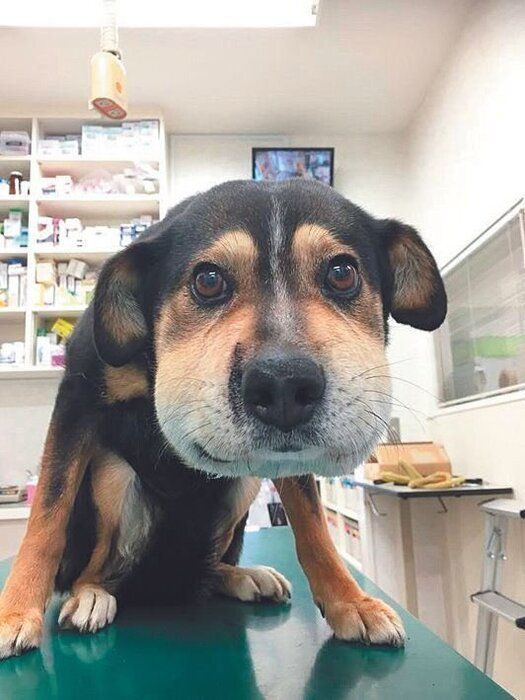 マムシに鼻をかまれ、翌日、腫れが顔全体にまで広がってしまったケース。かまれたのは、夕方の散歩時だそう（写真提供／原先生）