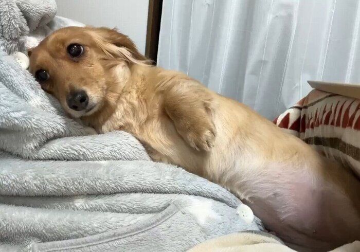 動画のひとコマ　飼い主さんに甘えるCHOCOちゃんの様子