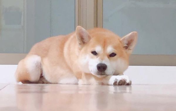 海で遊ぶ柴犬