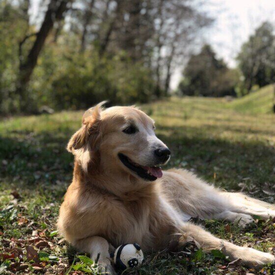 命を助けてくれる供血犬ってどんな犬? いぬのきもち