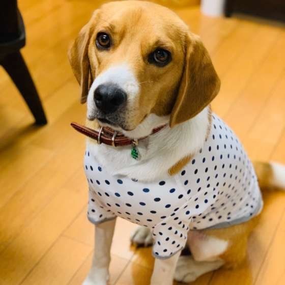 服を着る犬