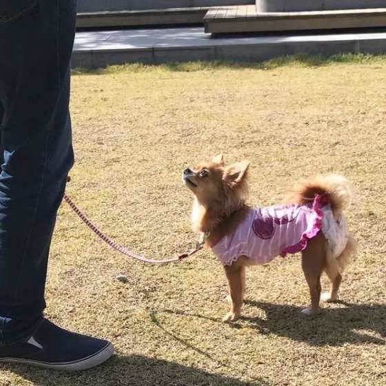 チワワ