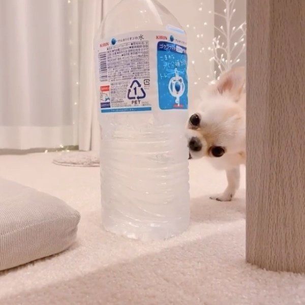 ペットボトルを舐めるチワワ