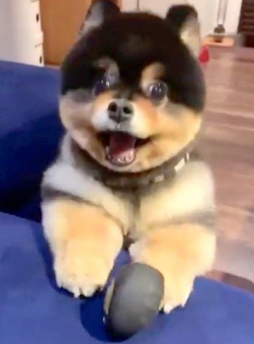 ボールで遊びたいたろ吉ちゃん