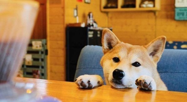 テーブル越しの柴犬