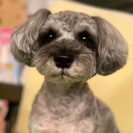 ミニチュア・シュナウザー