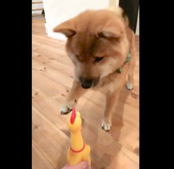 怖いけどおもちゃに近づくおにぎりくん