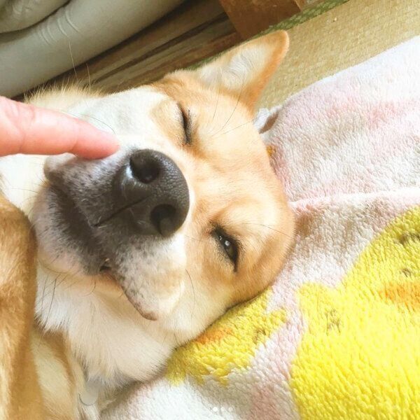 くつろぐ福くん