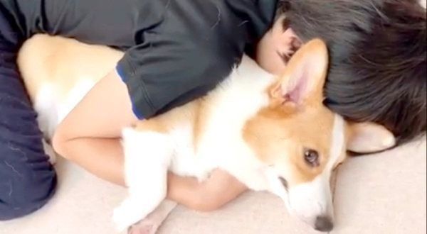 パパさんに捕まるコーギー