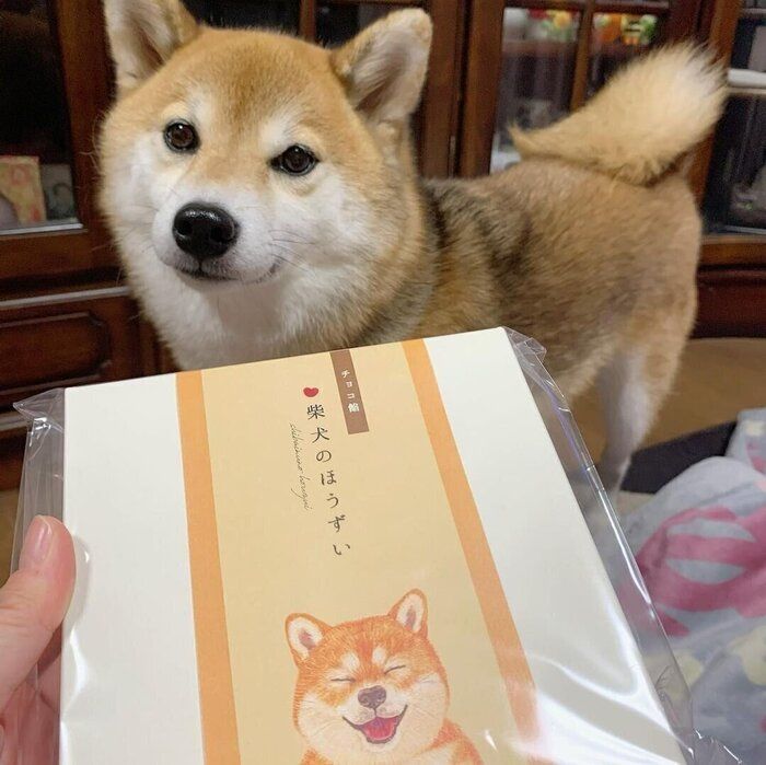 柴犬のつむぎちゃん