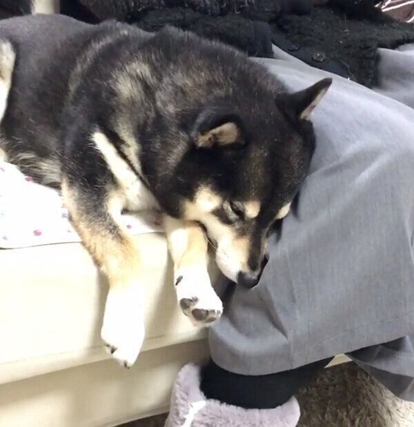 ジリジリくっつく吾子ちゃん