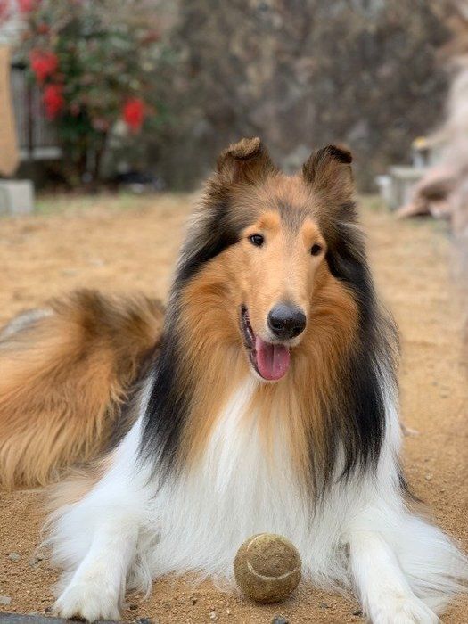 見た目は違っても仲間?意外な犬種のルーツ ラフ・コリー