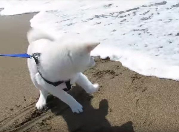 秋田犬