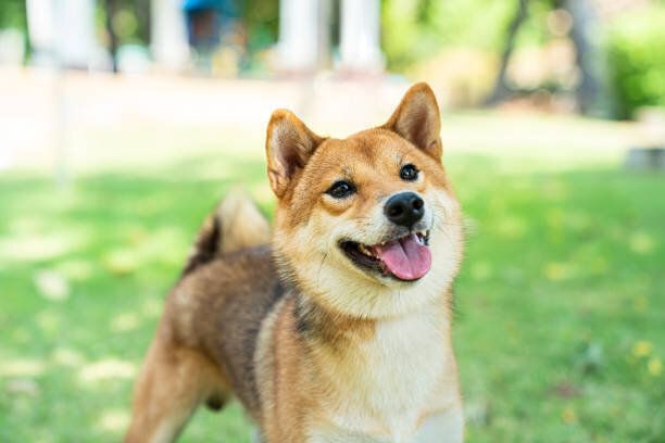 庭で遊ぶ柴犬