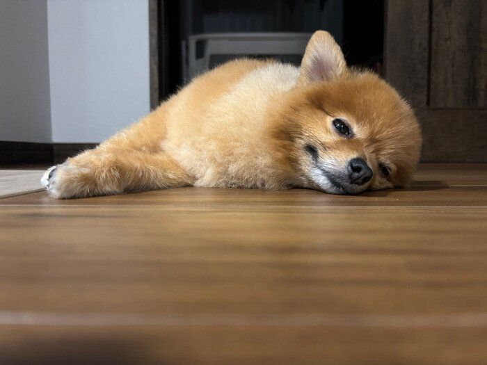 眠そうなぽぽちゃん。