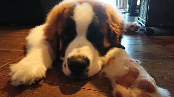 見た目は違っても仲間?意外な犬種のルーツ セント・バーナード