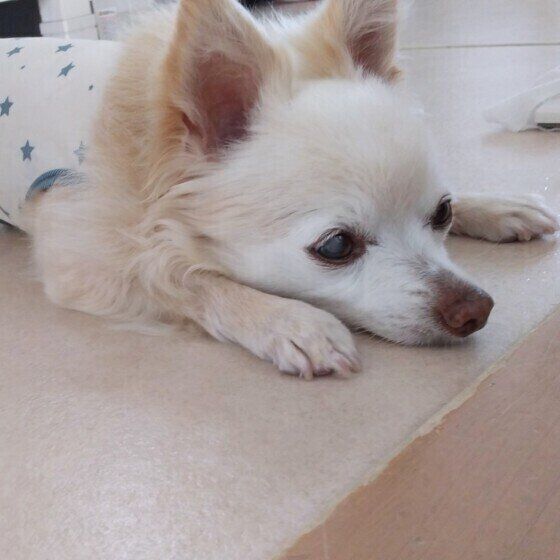 チワワのビスコくん（当時14才）