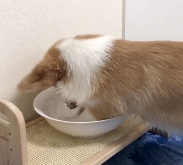 水をバシャバシャするコーギー