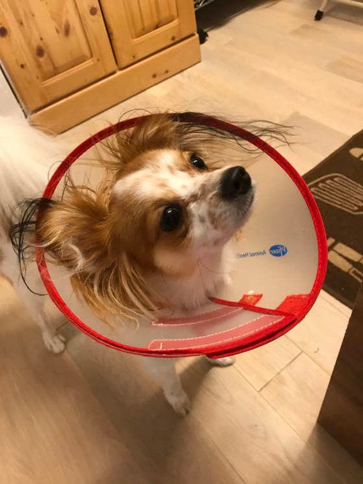 カラーをつけた犬