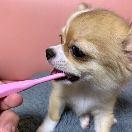 歯みがきをするチワワ