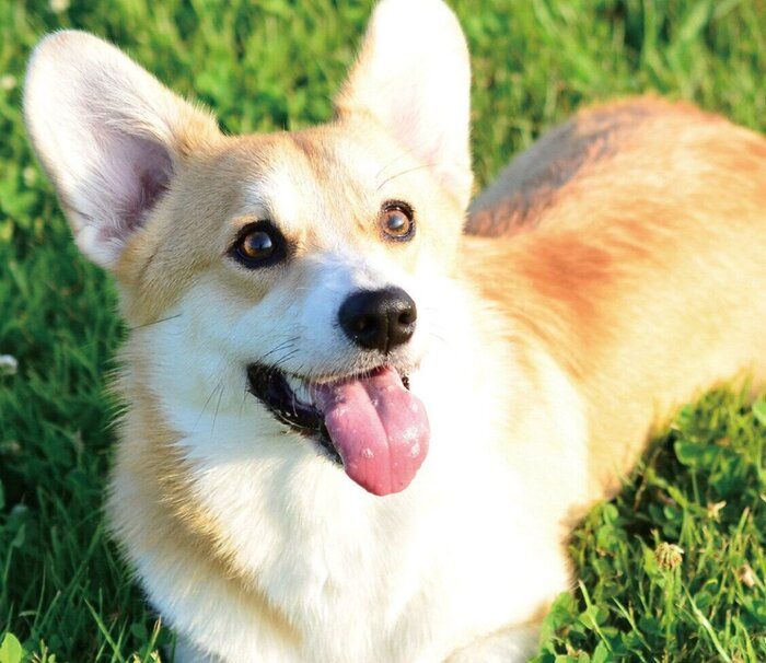 犬の胃炎