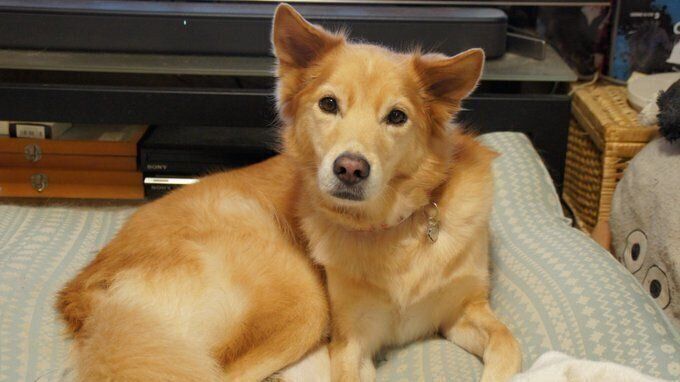 ֤郎Ȥιη뾽פȤƤ줿̿