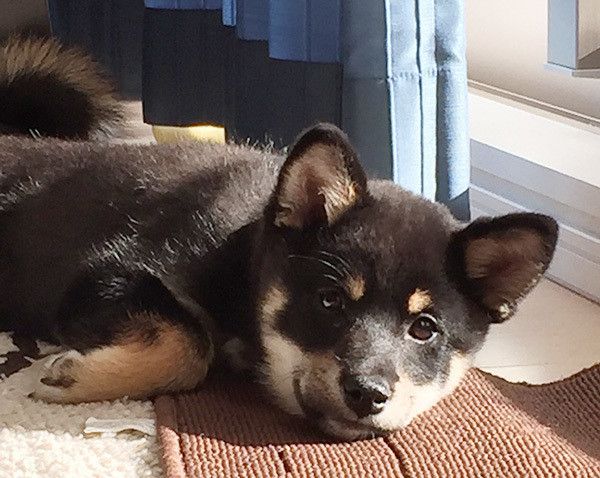見つめる柴犬