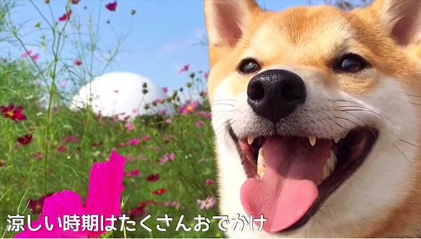 柴犬のこてつくん