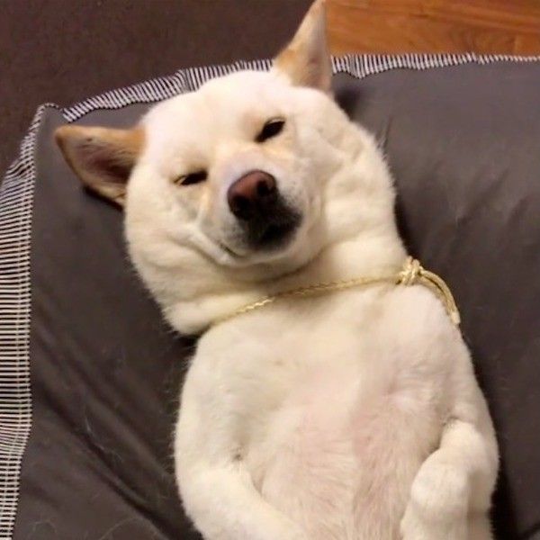 柴犬