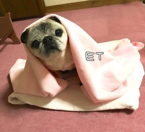 「E.T.」風のめーちゃん