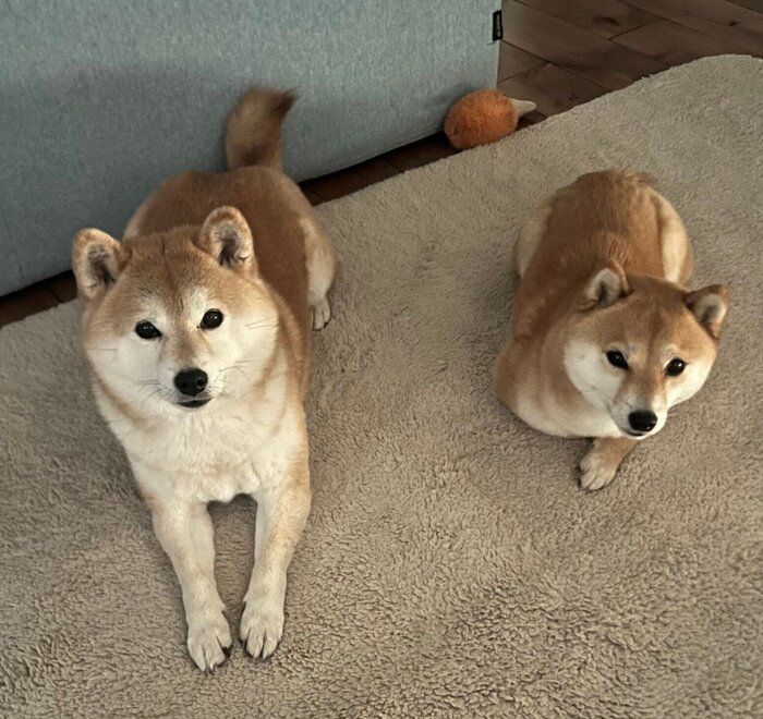 並んで散歩待ちするクルミちゃんとリンゴちゃん