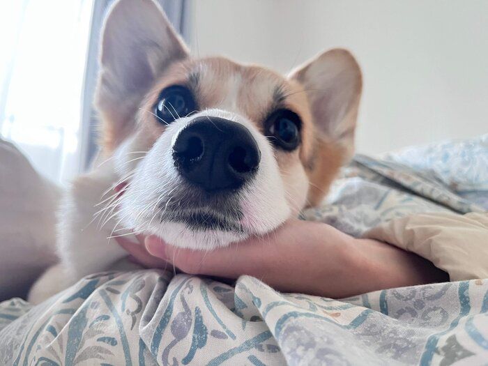 まったりするあられちゃん