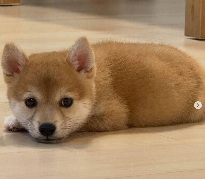 コロコロした姿が愛らしいいとちゃん