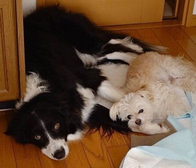 後輩犬ボーダー・コリー(左)に添い寝する犬(右)