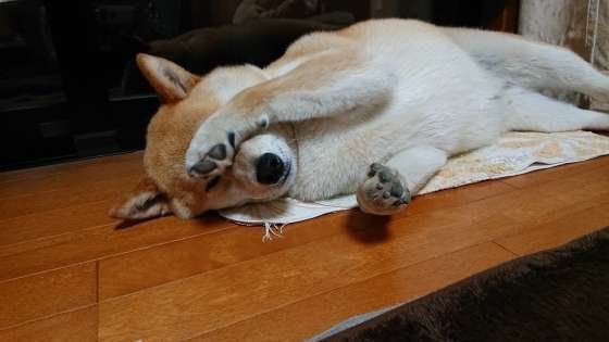 眠そうな表情の柴犬