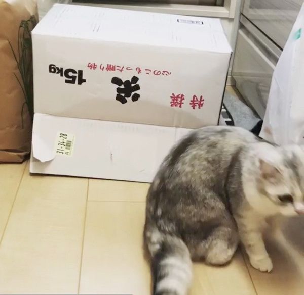 箱の中身が気になる猫