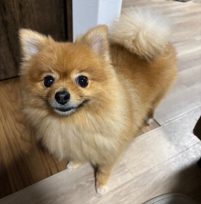 見つめるぽぽちゃん