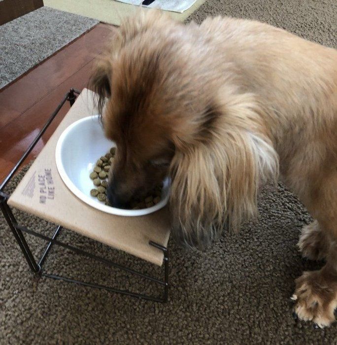 食事中の愛犬