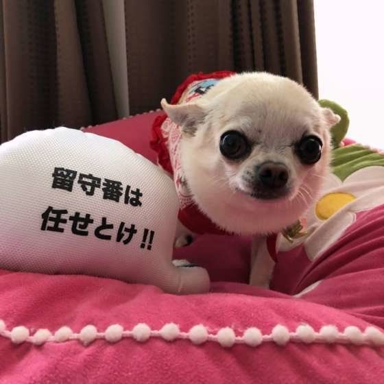 早く帰ってきてね♪