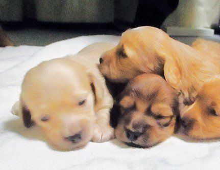写真左が水頭症を患った子犬。おでこ部分が大きく出っぱっている。
