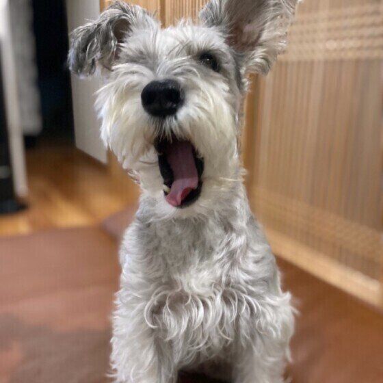 口を開けるミニチュア・シュナウザー